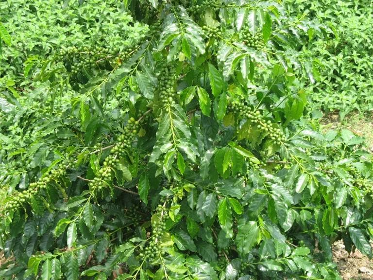 咖啡种植条件与栽培方法详解：从土壤选择到施肥管理