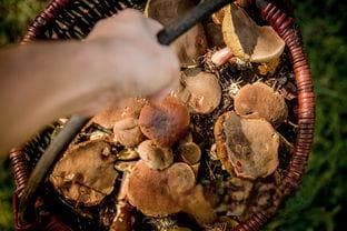 做肉丸用什么淀粉最佳，做肉丸用什么淀粉最佳效果