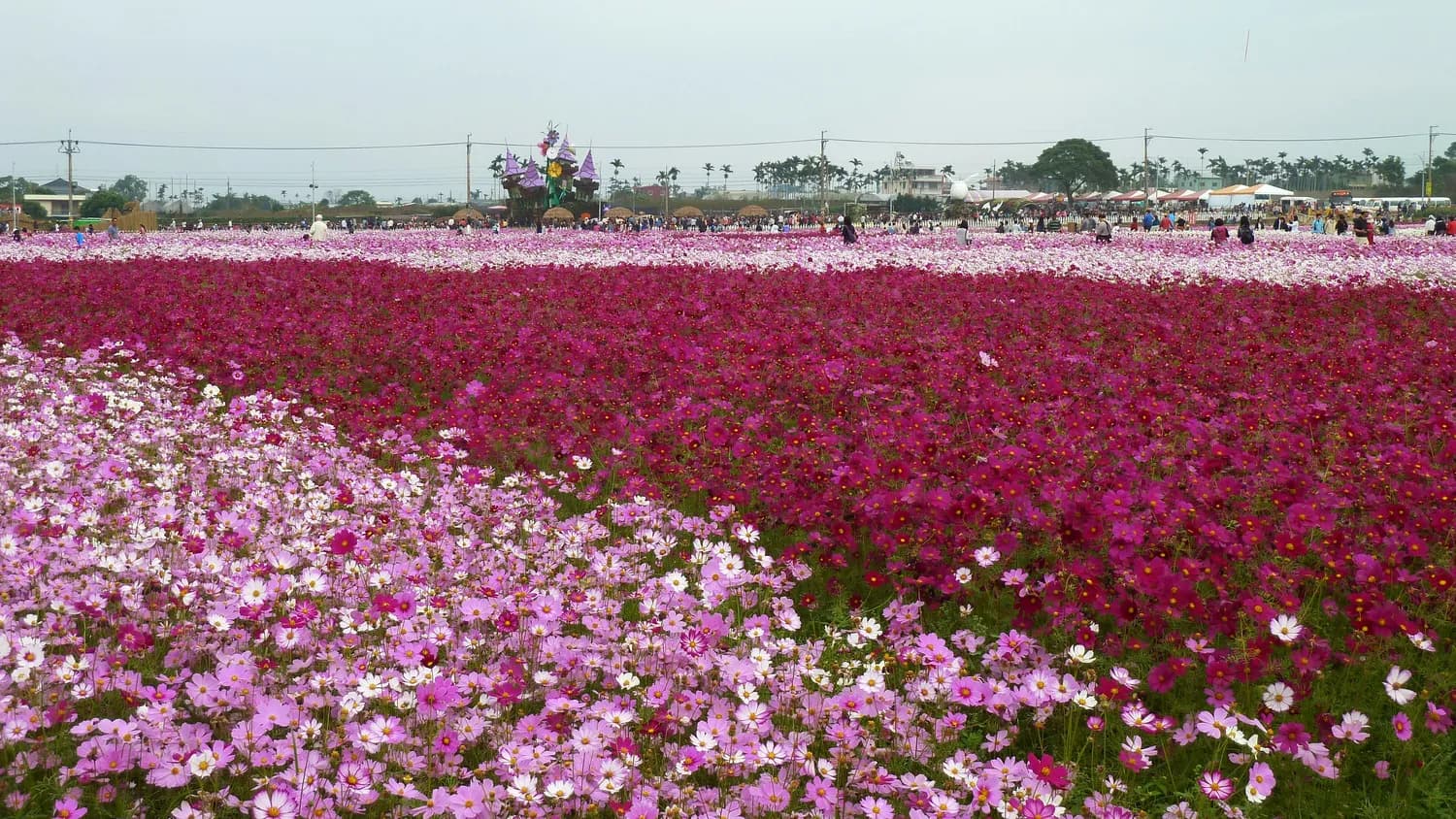 青藏高原上的格桑花：旅行者的必打卡景点
