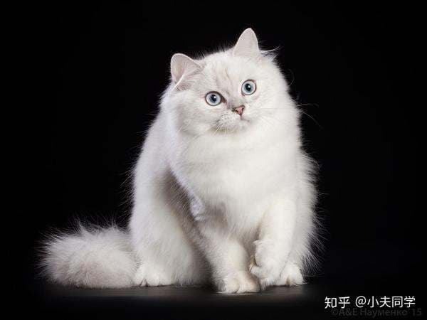 长毛银渐层吃哪些食物有助于发腮？