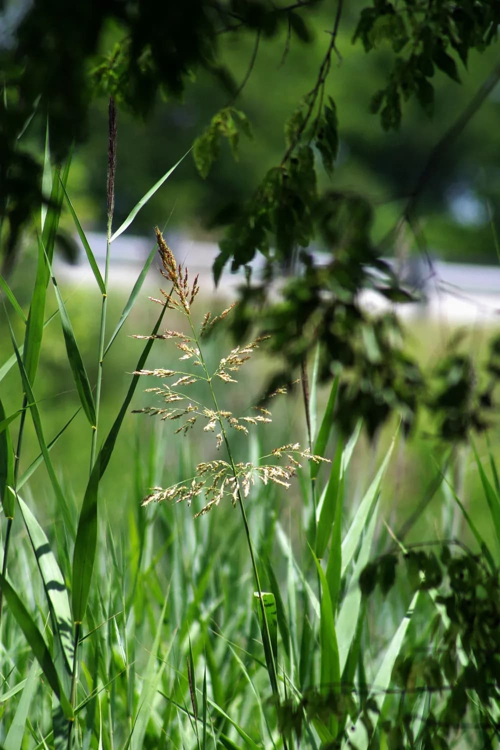 《本草纲目》推荐：制香附的神奇功效