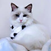 布偶猫：优雅高贵的“仙女猫”