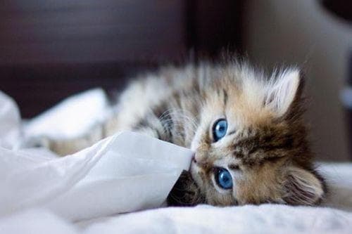 小猫耳朵脏？正常，但需清洁！