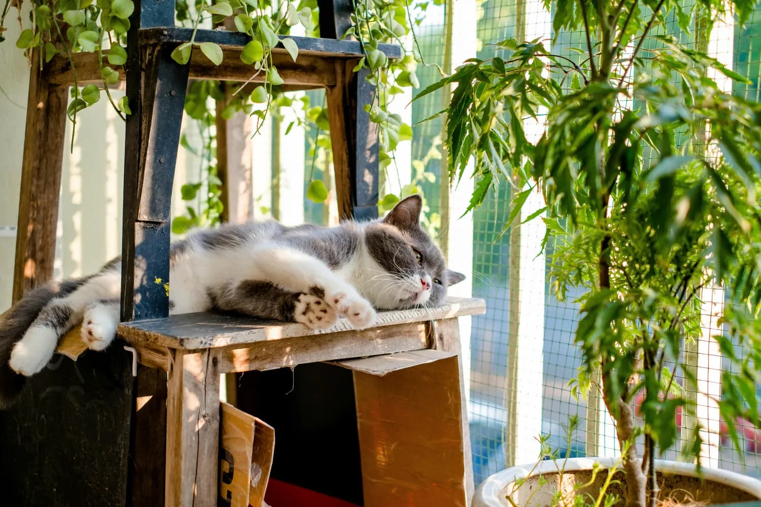 高温来袭，金吉拉猫这样护理最安心