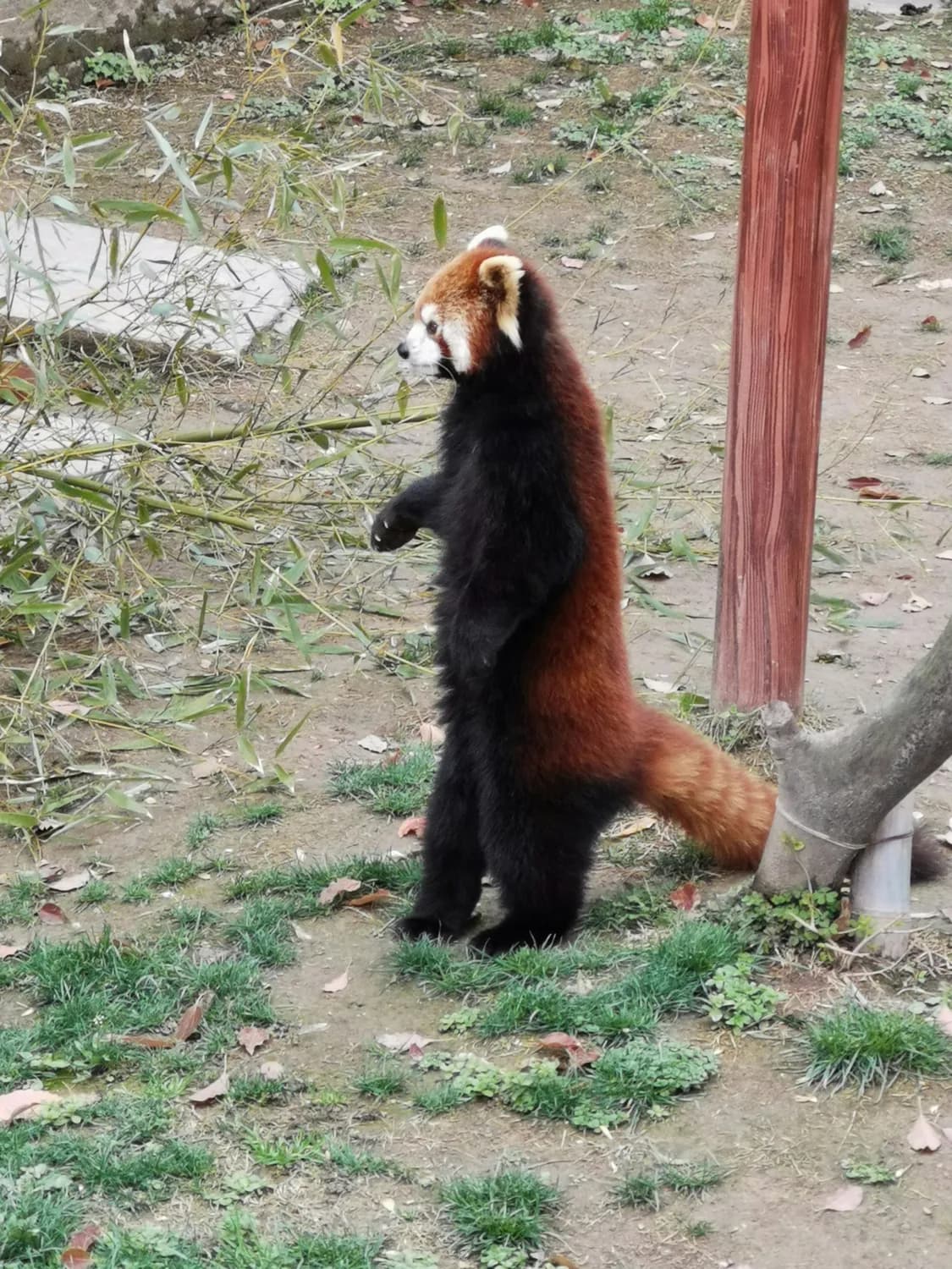 郑州市动物园小熊猫的“十八般武艺”