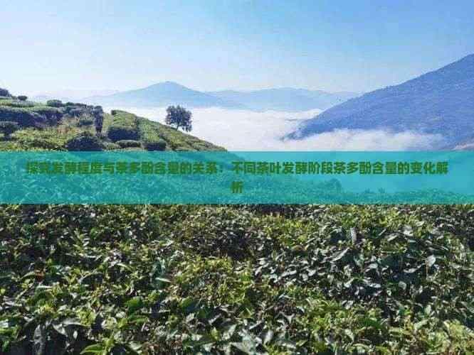 探究发酵程度与茶多酚含量的关系：不同茶叶发酵阶段茶多酚含量的变化解析