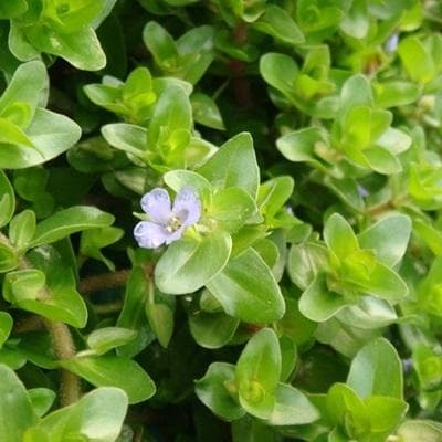 假马齿苋：一种具有多重药理作用的草本植物