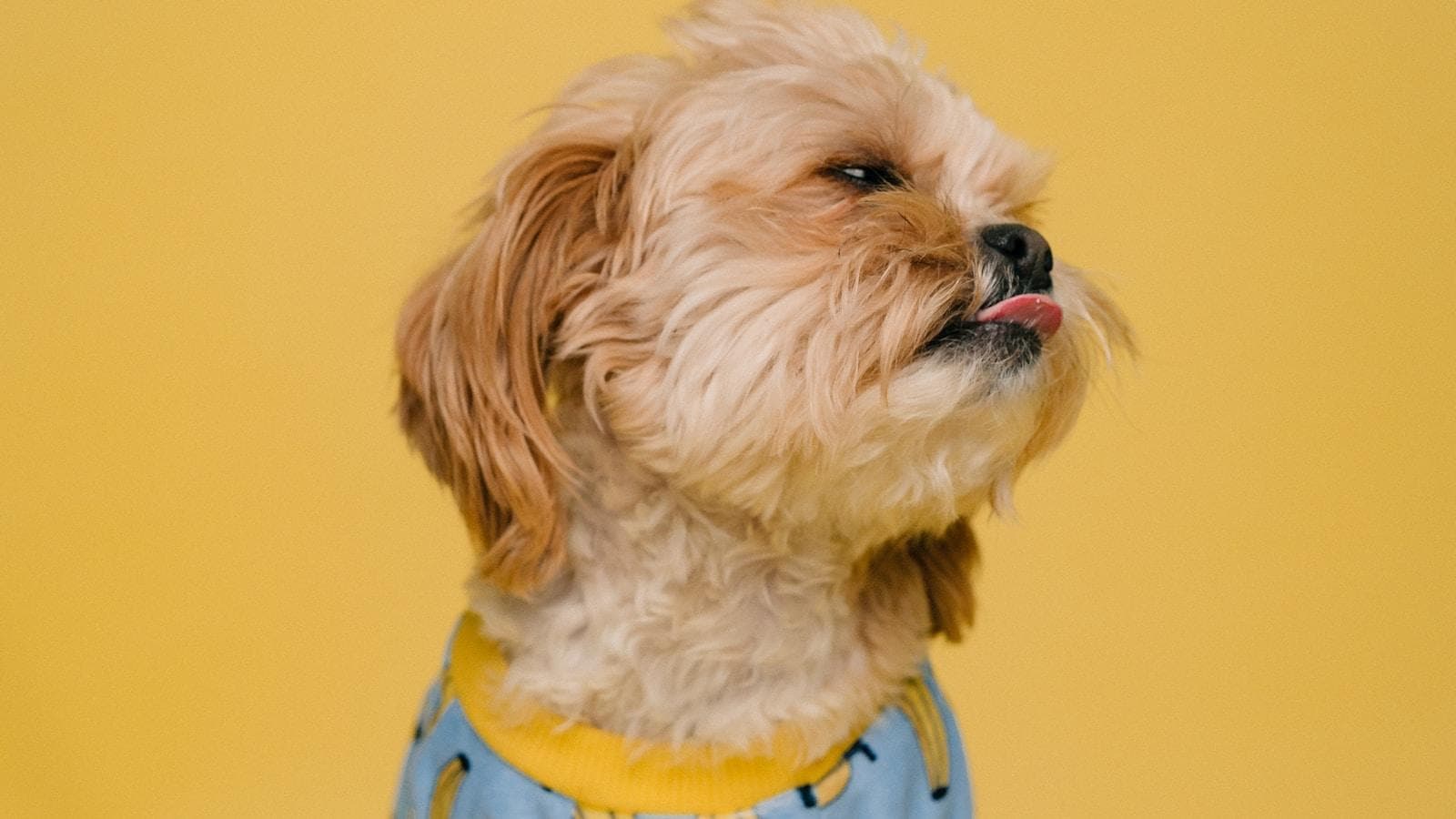 小型犬有哪些常见的品种