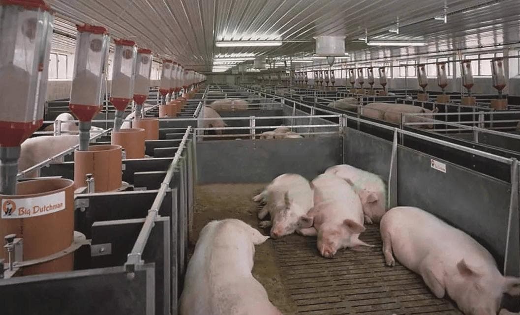 非洲猪瘟临床观察与防控策略：构建生物安全防线