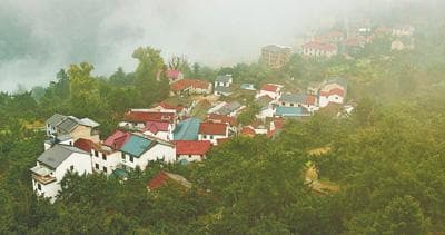 香榧千年 香飘万里（古树的故事）