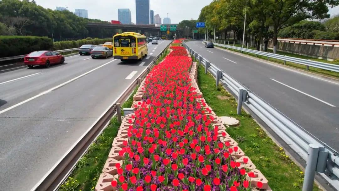 看郁金香花海！“有毒”？答案是……