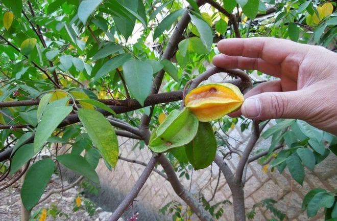 杨桃什么季节成熟