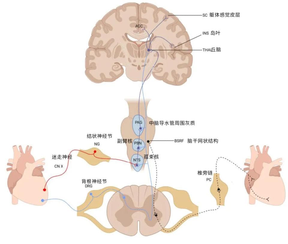 一个经常“心慌”的人，问题可能不只在心脏！5 种情况要提高警惕