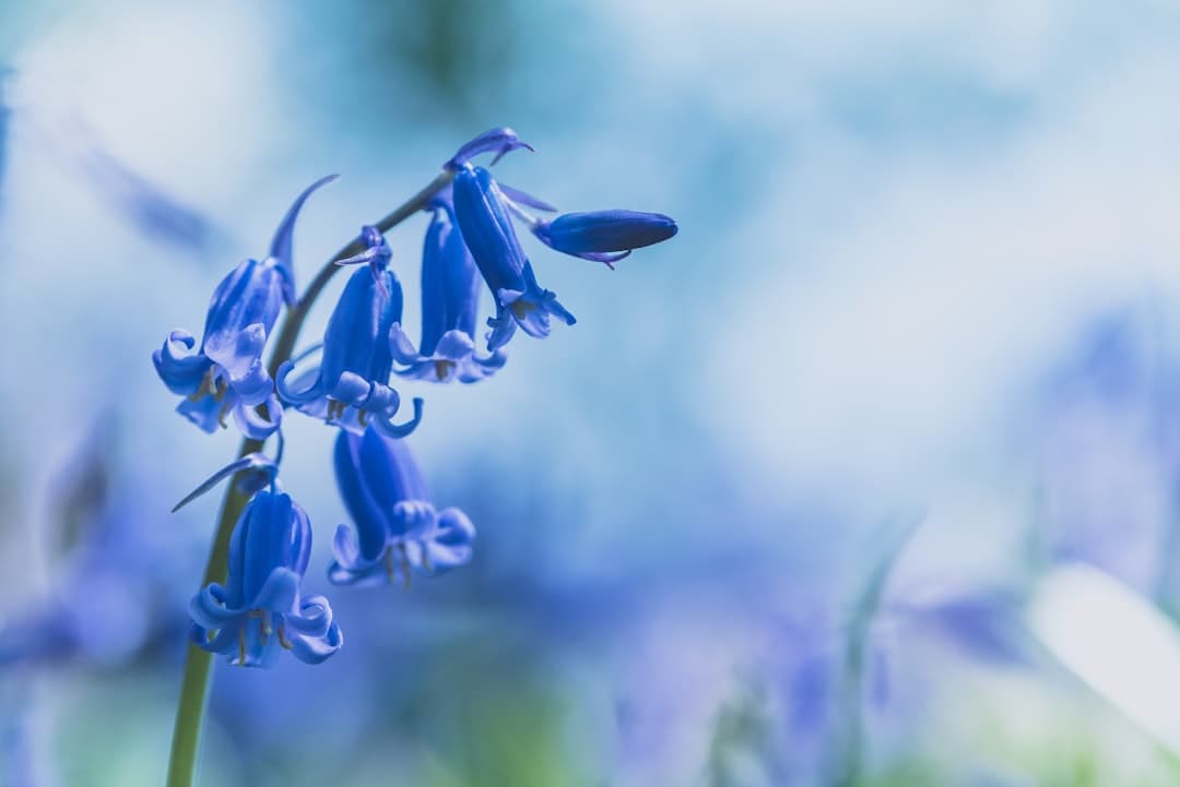 香皂花与永生花，差在哪？