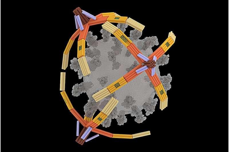 通过复杂DNA折叠技术制成，分子“纳米手”能捉住病毒进行检测