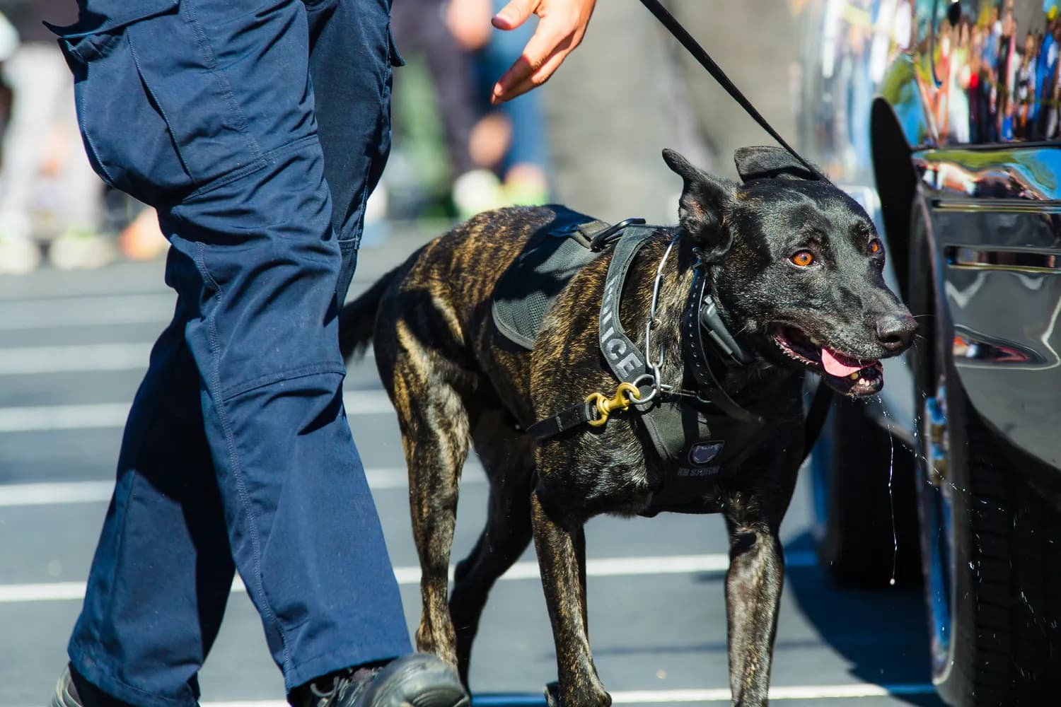 纽约市警犬大片背后的辛酸泪