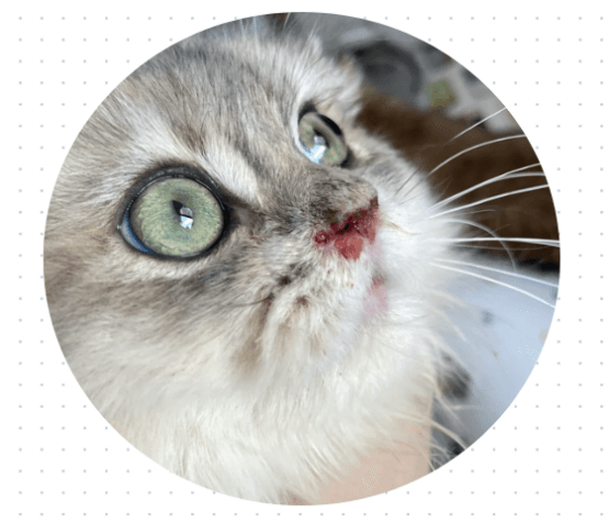 猫鼻支护理指南：猫咪流鼻涕鼻子不通气怎么办？
