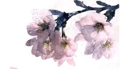 落花意象：从自然景物到文化符号