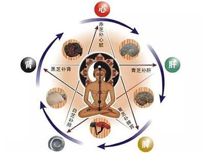 五脏之间是什么关系？详解心、肝、脾、肺、肾的相互作用
