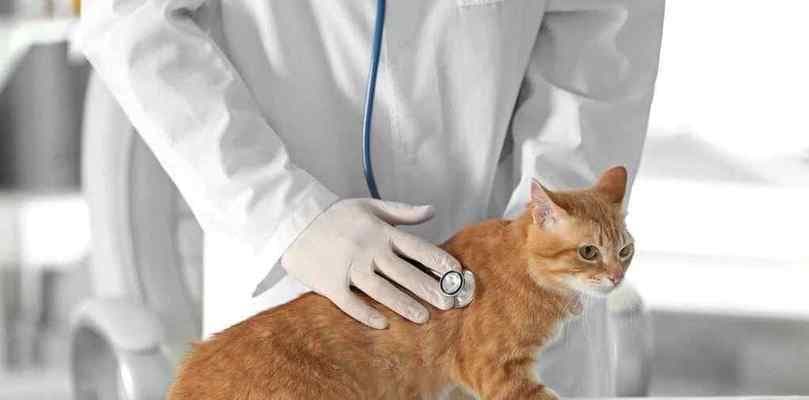 宠物猫咪生病预防指南（如何保护你的猫咪健康）
