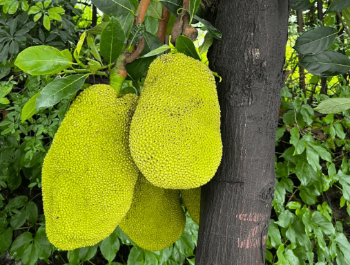 菠萝蜜：神奇果王，你了解多少？