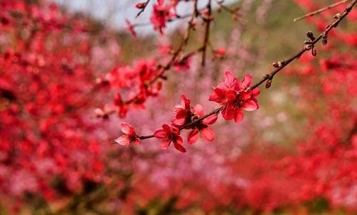 八字桃花运什么意思 八字桃花运看哪里