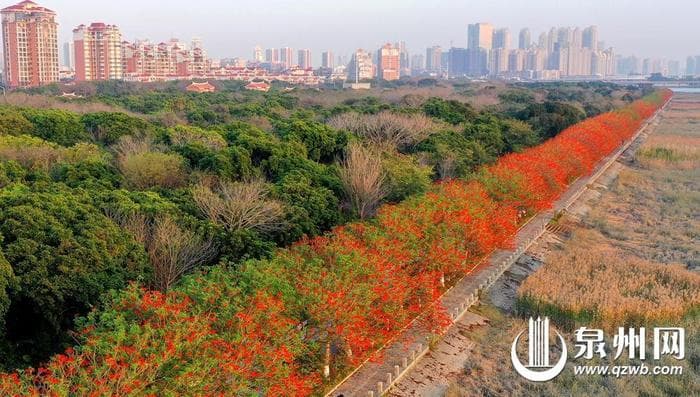 春日赏花全攻略 世遗泉州 邂逅“花花世界”
