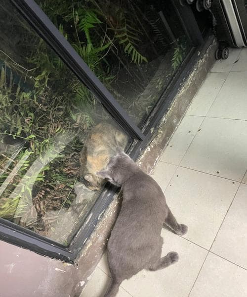 梦见野猫进家的寓意解析