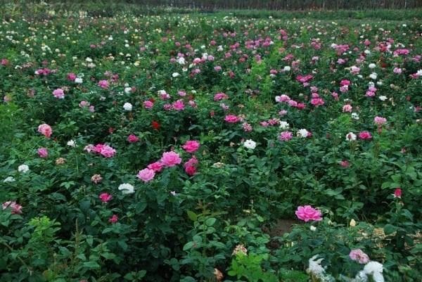 适合新手栽培容易养活的花卉有哪些？