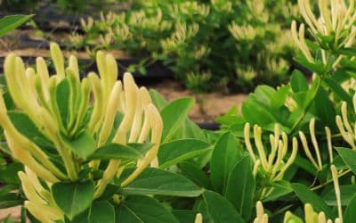 金银花种植土壤养分、温湿度监测方案