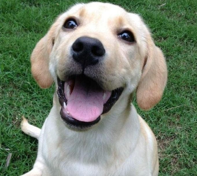 拉布拉多犬的6种特性，让越来越多的人喜欢它