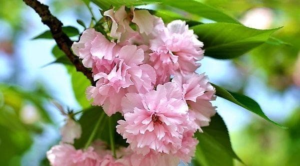 樱花的寓意：从东方之美到世界共赏