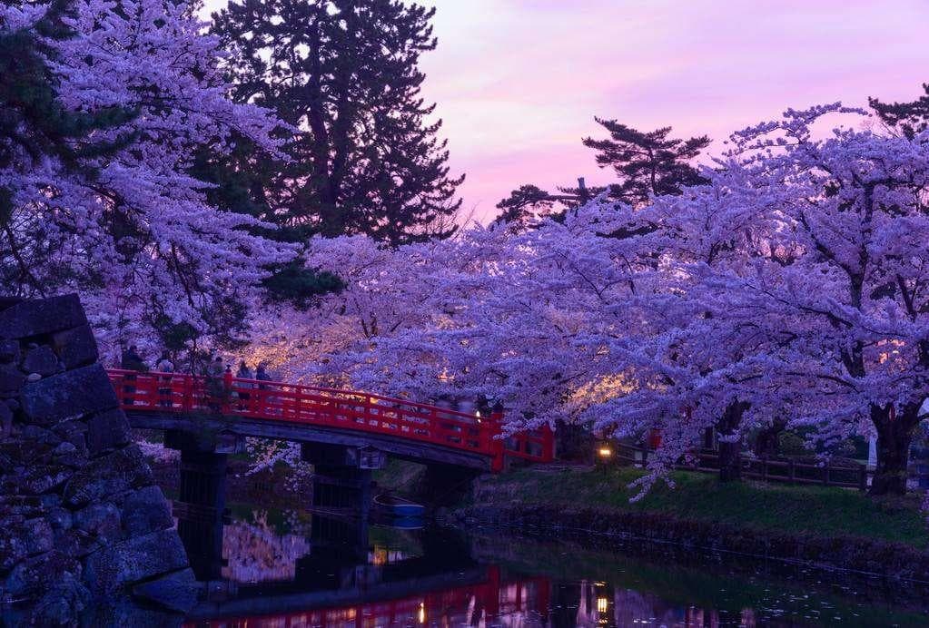 日本东北赏樱攻略：小众樱花地，不一样的樱花季