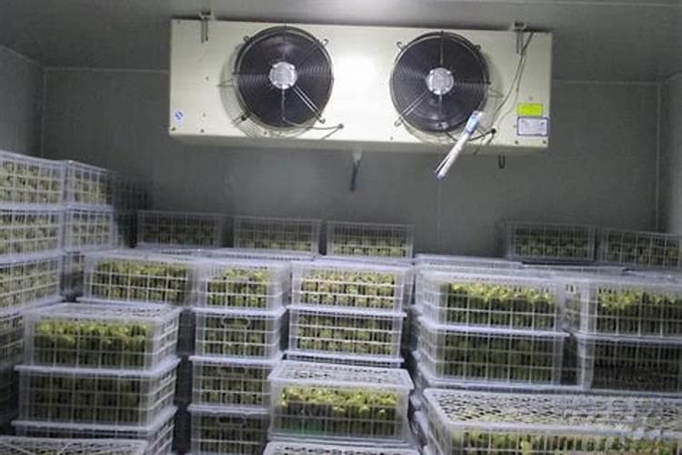 猕猴桃贮藏技术：从传统方法到生物科技应用