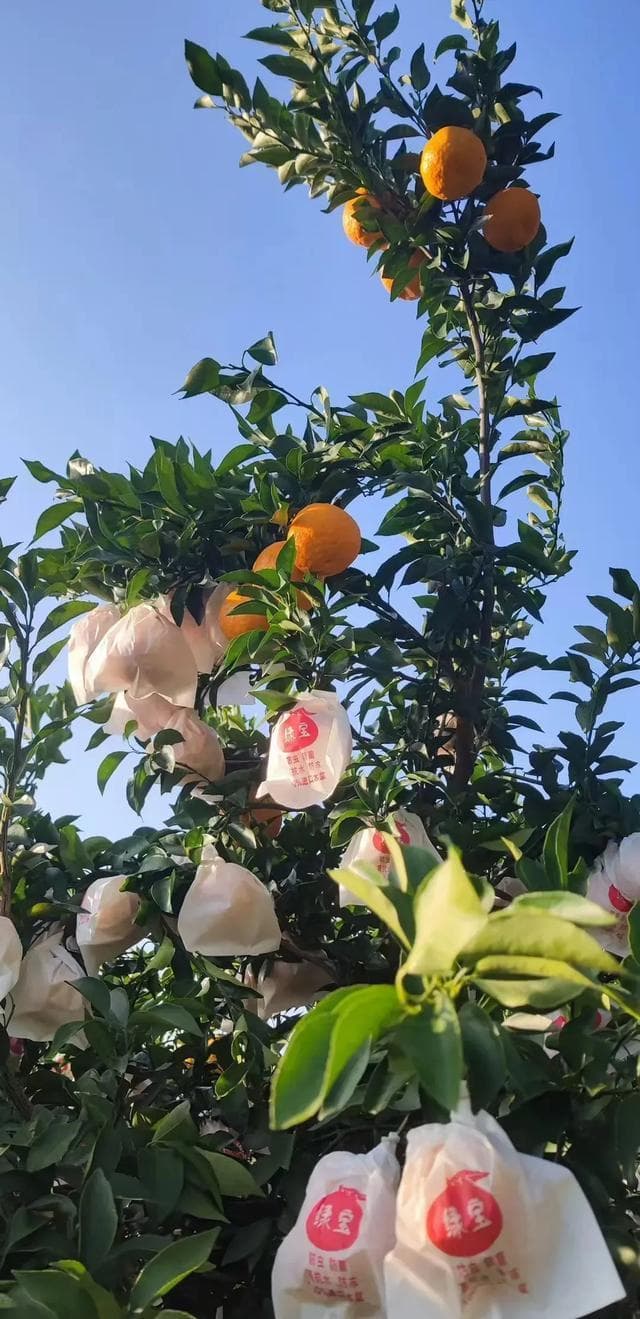 耙耙柑成为新宠，热度超砂糖橘，口感营养双佳备受青睐