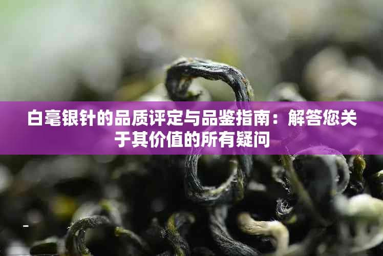 白毫银针的品质评定与品鉴指南：解答您关于其价值的所有疑问