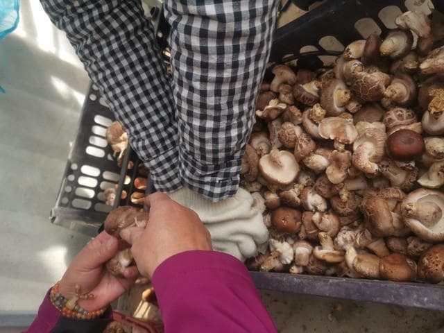 买香菇，到底挑大的还是小的？菜贩子：区别很大，弄懂再买不吃亏