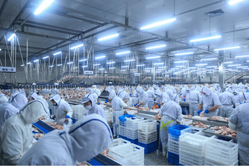 沈阳的“一只鸡”如何孵出百亿元产业链