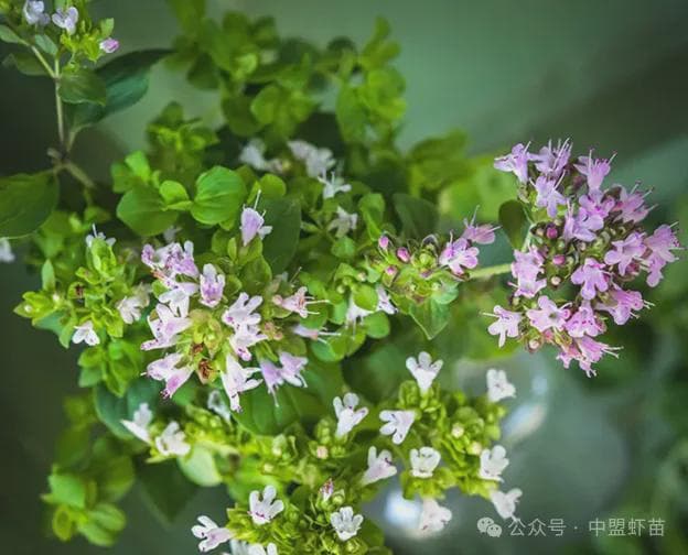 牛至精油和橙皮精油：水产养殖中防治虾类真菌感染的新选择