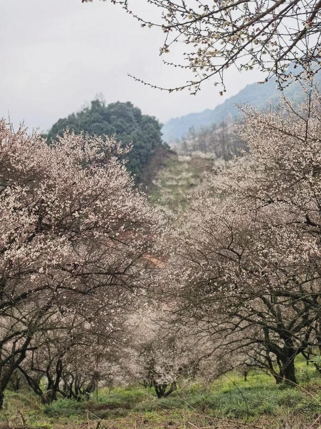 花开得正好！3条徒步路线，带娃山里穿越梅林