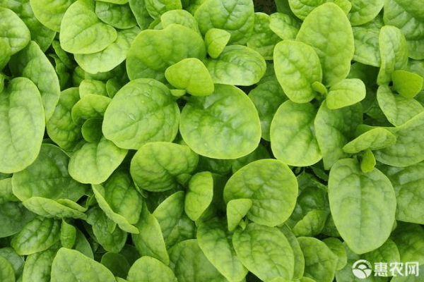 春天适合种什么蔬菜？