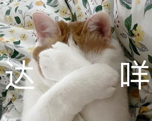 猫被摔后的常见症状及急救方法（保护猫咪的健康与安全，预防摔伤事故）