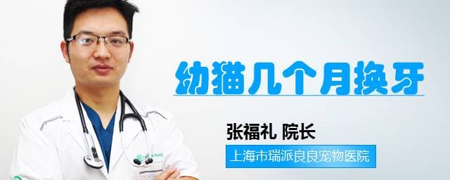 幼猫几个月换牙？猫咪换牙全攻略
