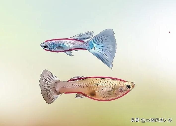 孔雀鱼怎么分公母（如何分辨孔雀鱼的雌雄）