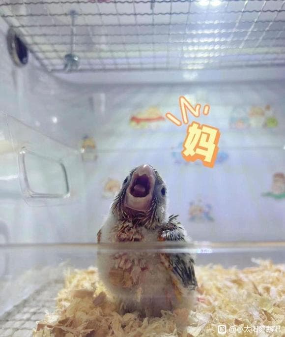 小太阳鹦鹉饲养全攻略：从温度控制到日常护理