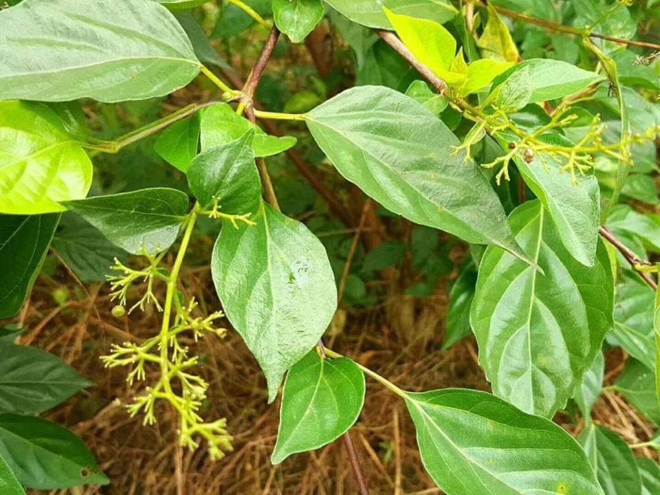 开花一股臭味，但叶子用来做豆腐是一绝，俗称“神仙豆腐”，春季别错过