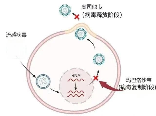 抗流感药之玛巴洛沙韦