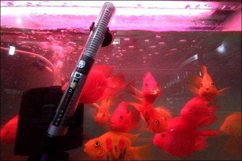 如何正确放置加热棒以保持鱼缸适宜水温？