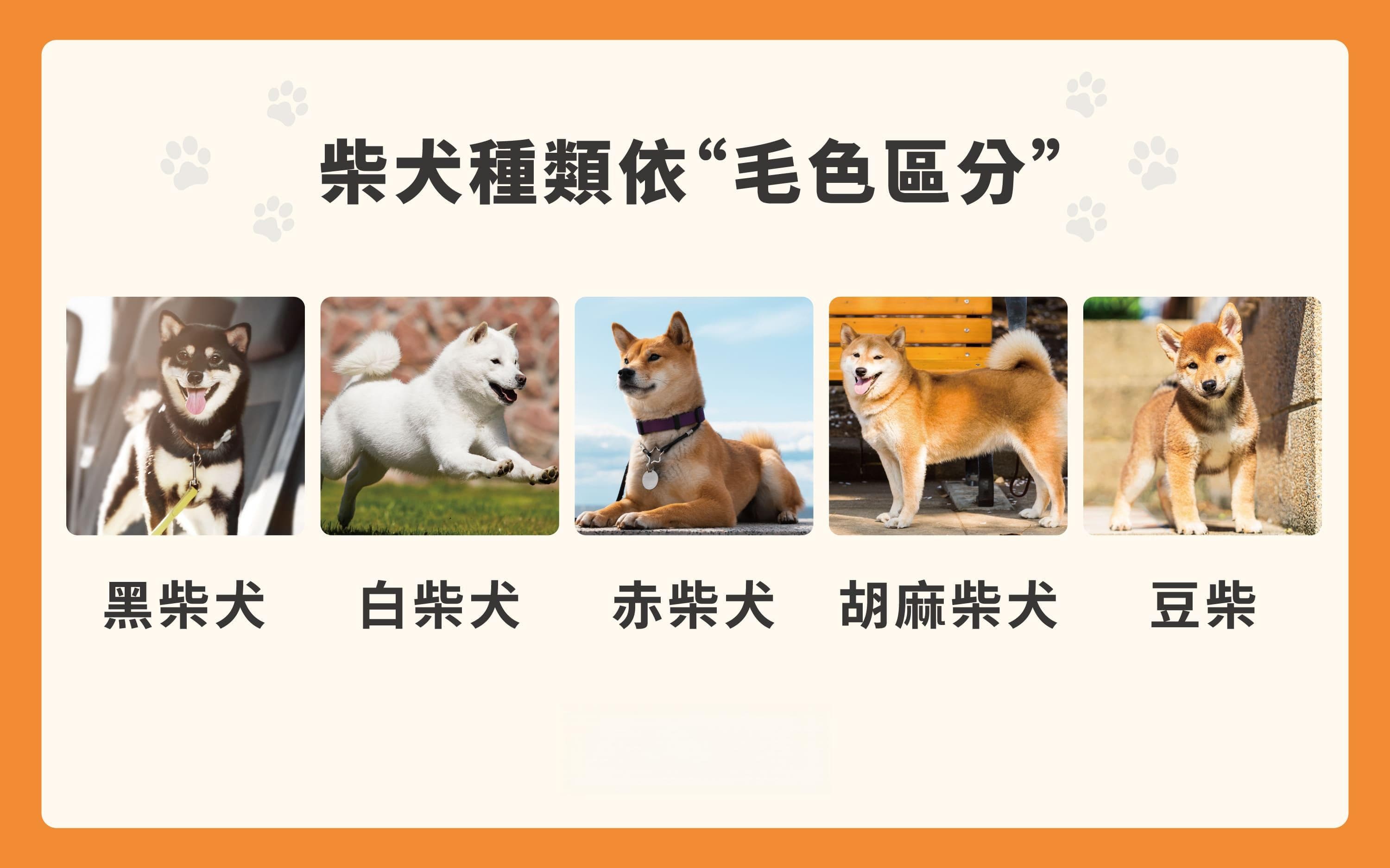 狗界喵星人！想養柴犬？掌握個性及照顧重點必看