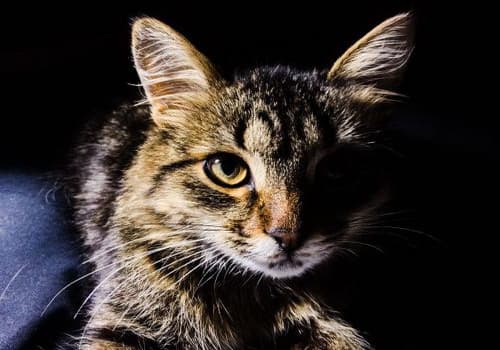 小猫驱虫全攻略：从2周龄到成年，这些关键节点要记牢
